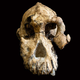 Imagen para el artículo titulado El cráneo de un antepasado humano revela como nunca antes el rostro de nuestro pasado evolutivo